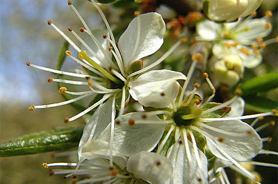 Fiori di Bach